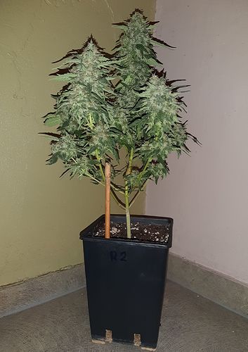 Growreport Bild 4