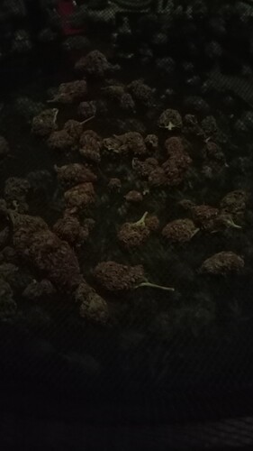 Growreport Bild 39