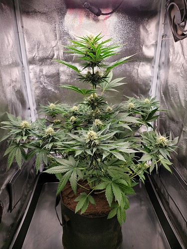 Growreport Bild 16