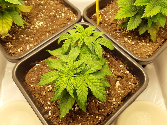Growreport Bild 18