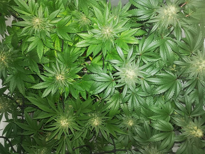 Growreport Bild 1