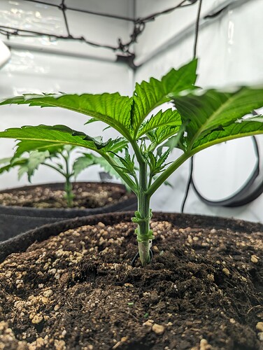 PXL_20231112_153629798