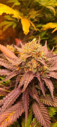 Growreport Bild 25