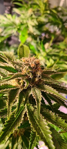 Nahaufnahme eines erntereifen Cannabiskolbens mit orangefarbenen Stempeln und Trichomen.