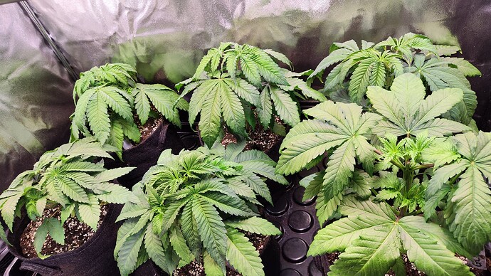Growreport Bild 3