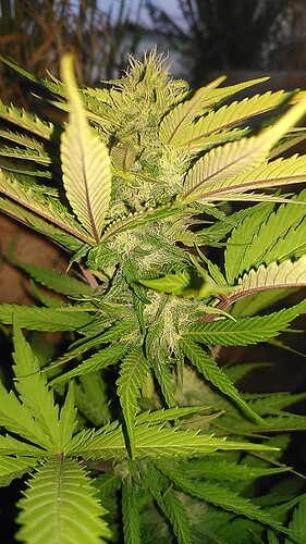 Growreport Bild 4