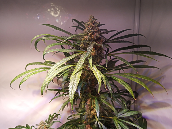 Growreport Bild 3