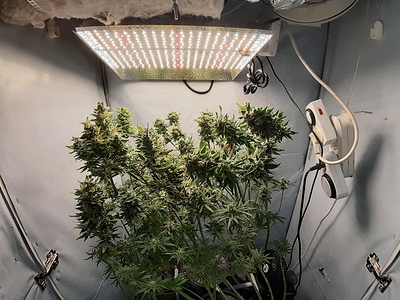 Growreport Bild 5
