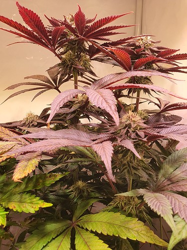 Growreport Bild 9