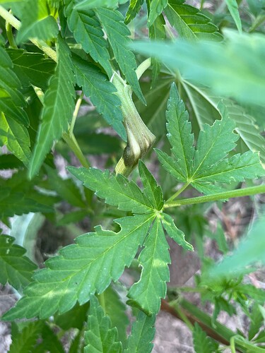 Growreport Bild 40