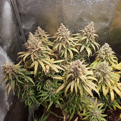 Growreport Bild 3