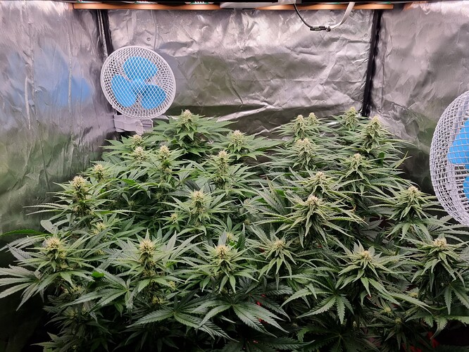 Growreport Bild 25