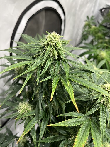Growreport Bild 2