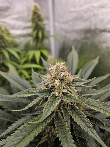 Growreport Bild 42