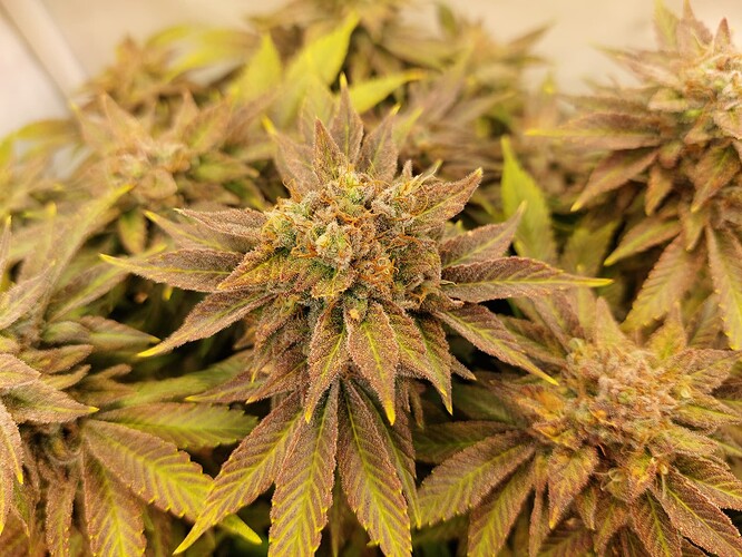 Growreport Bild 14