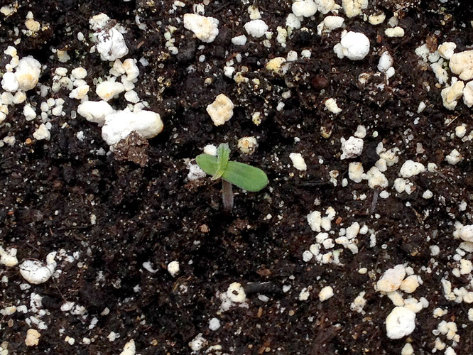 Growreport Bild 7