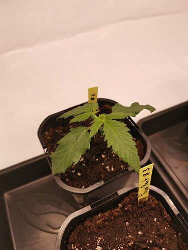 Growreport Bild 4