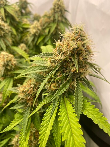 Growreport Bild 2