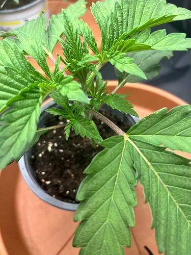Growreport Bild 7
