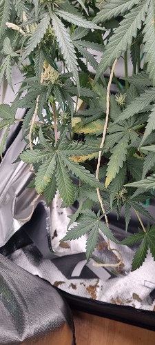 Growreport Bild 26