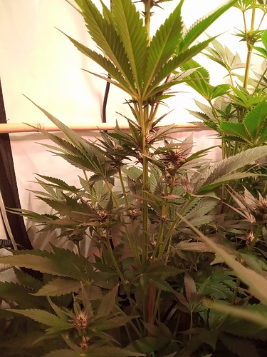 Growreport Bild 43