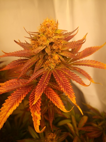 Growreport Bild 5