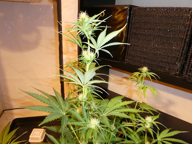 Growreport Bild 10