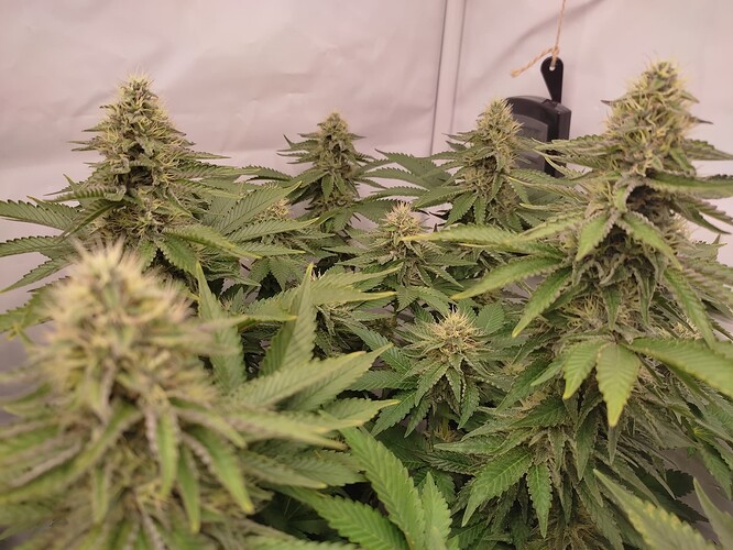 Growreport Bild 7