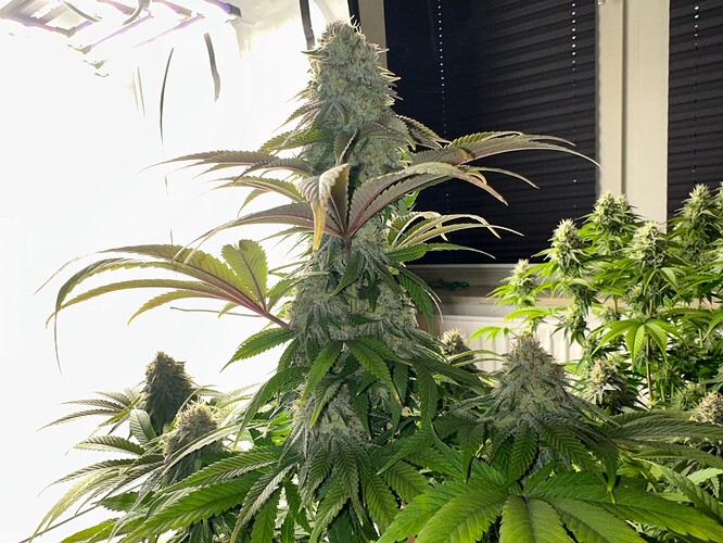 Growreport Bild 2