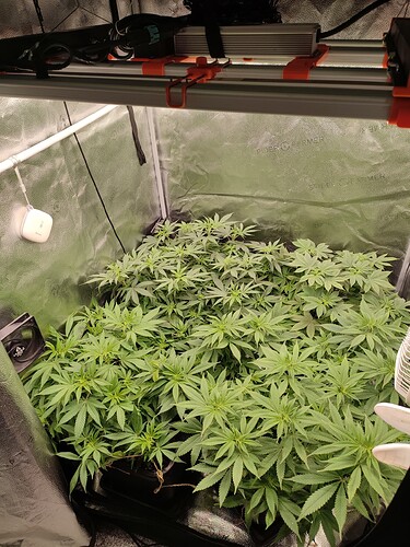 Growreport Bild 3