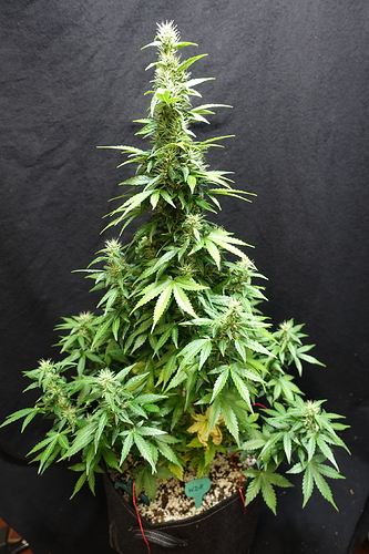 Growreport Bild 16