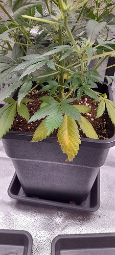 Growreport Bild 6