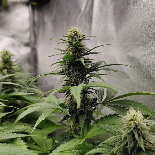Growreport Bild 12