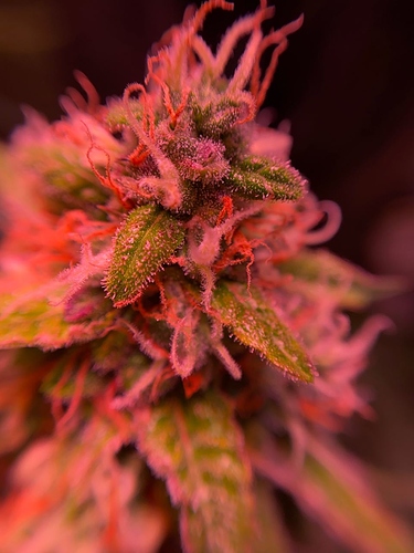 Growreport Bild 29