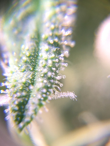Growreport Bild 1