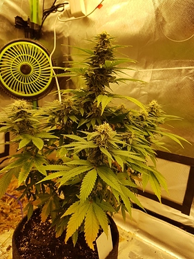 Growreport Bild 1