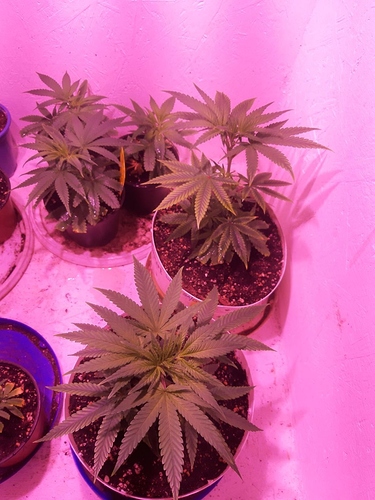 Growreport Bild 1