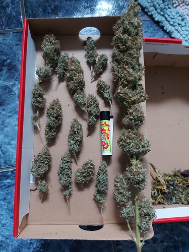Growreport Bild 29
