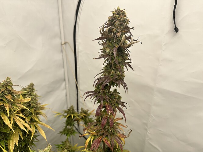 Growreport Bild 29