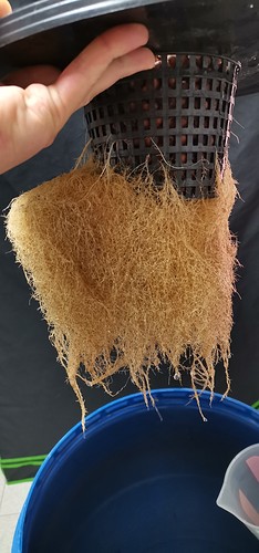 Growreport Bild 7