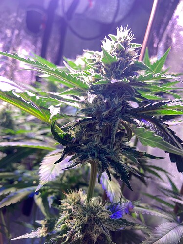 Growreport Bild 5