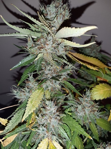 Growreport Bild 16