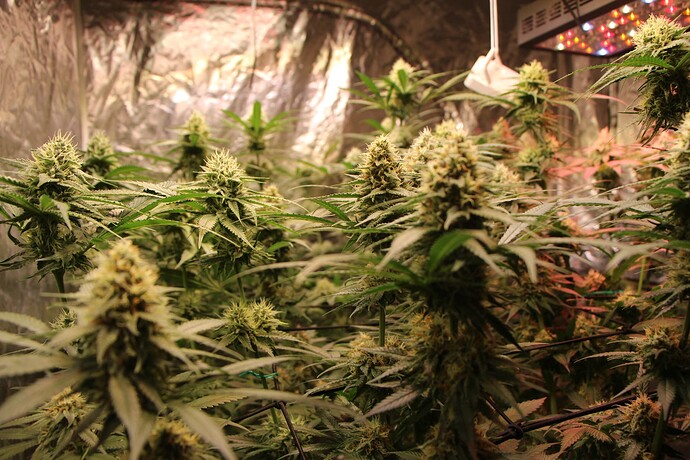 Growreport Bild 5