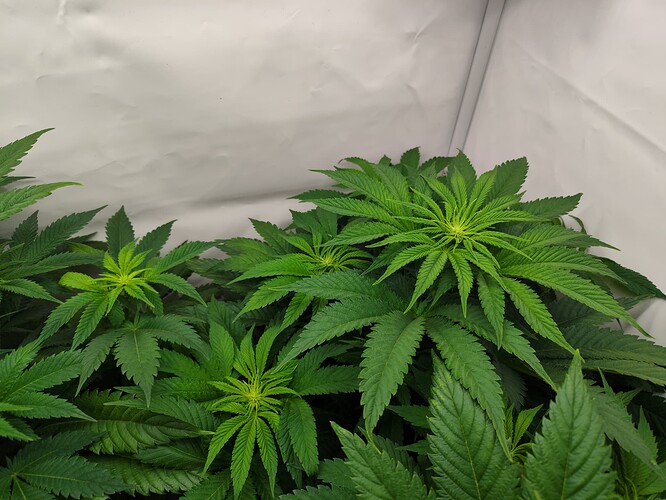 Growreport Bild 4