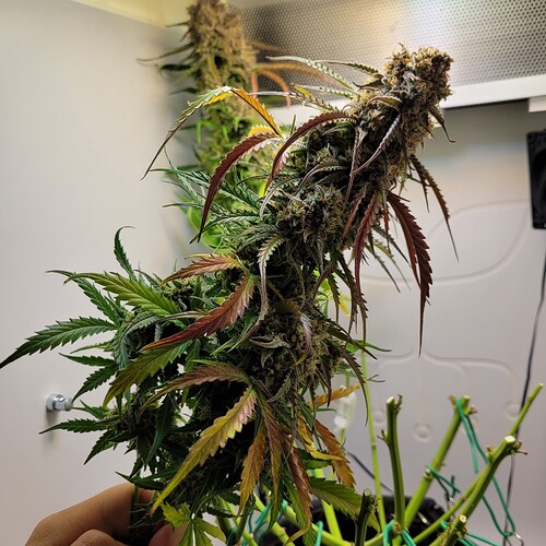 Growreport Bild 6