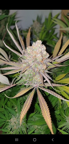 Growreport Bild 8