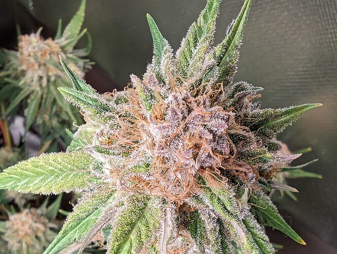 Growreport Bild 1