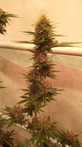 Growreport Bild 6