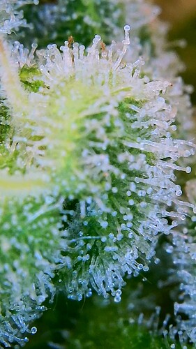 Growreport Bild 7