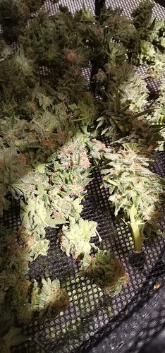 Growreport Bild 12